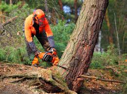 Why Choose Our Tree Removal Services in China Lake Acres, CA?