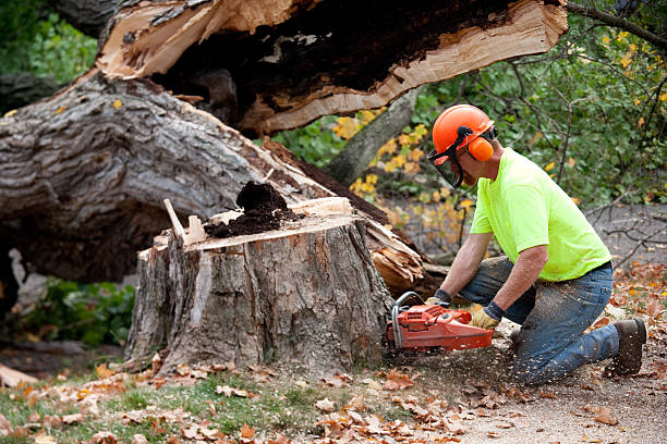 Professional  Tree Services in China Lake Acres, CA